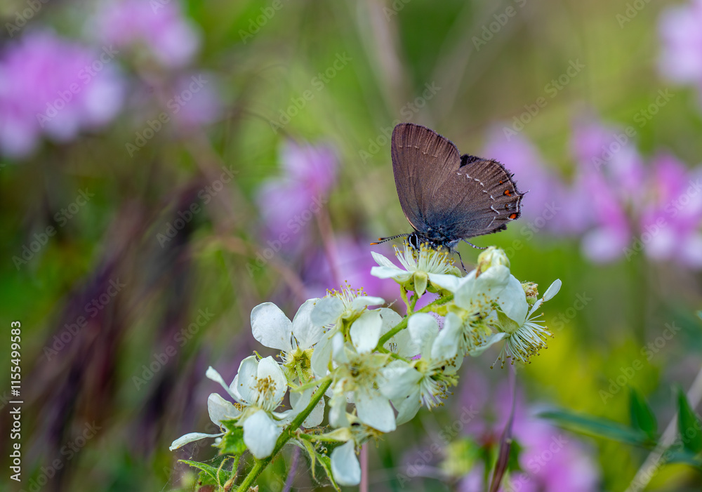 Great Sevbeni butterfly (Satyrium ilicis) in Nif Mountain, Izmir