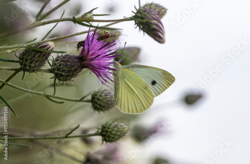 Obraz na płótnie Greater White Angel butterfly (Pieris brassicae) on Nif Mountain, Izmir w salonie
