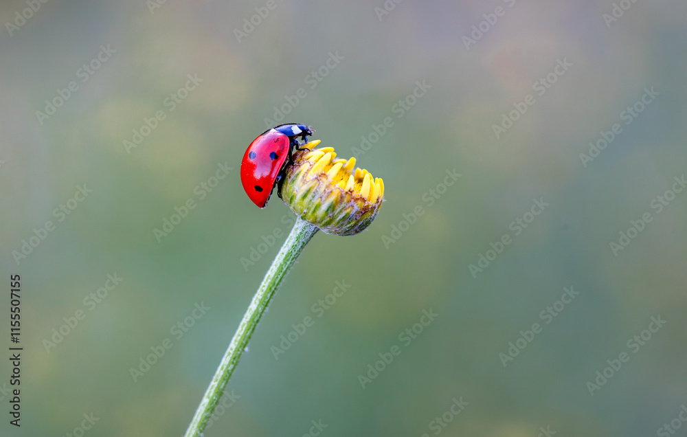 Ladybug (Coccinellidae) on plant. Cute fly insect.
