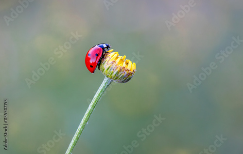 Obraz na płótnie Ladybug (Coccinellidae) on plant. Cute fly insect. w salonie