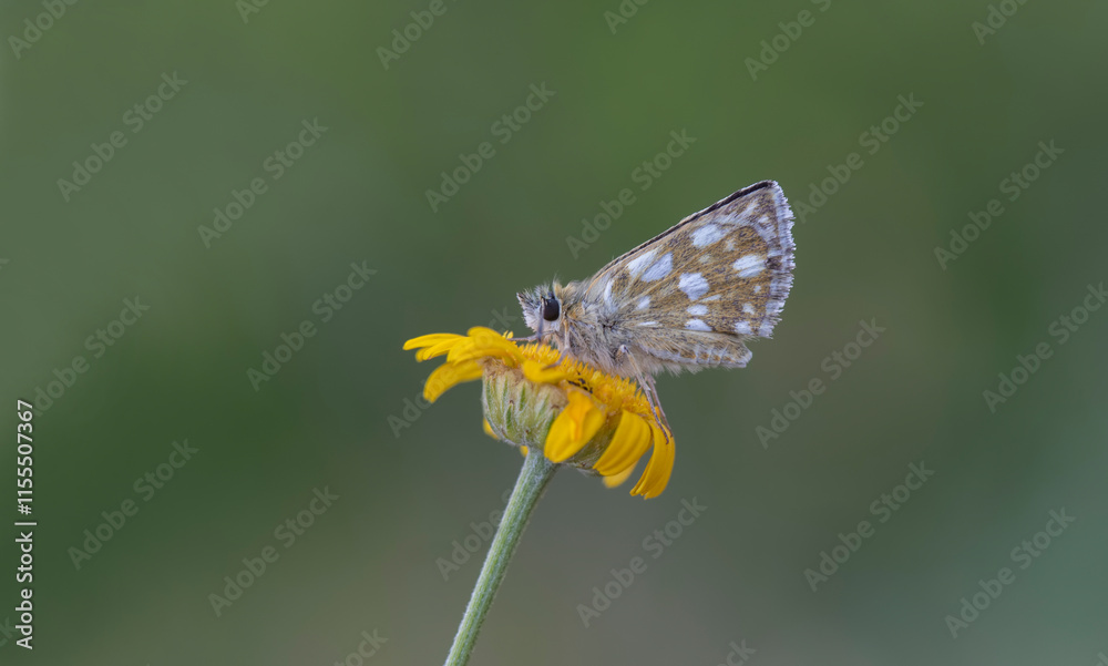 Aegean Hopper butterfly (Pyrgus melotis) on plant