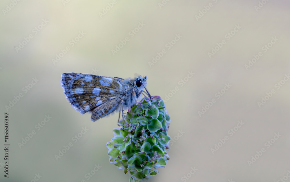 Red Thumper Butterfly (Spialia orbifer) on the plant