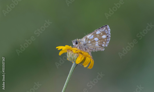 Obraz na płótnie Aegean Hopper butterfly (Pyrgus melotis) on plant w salonie