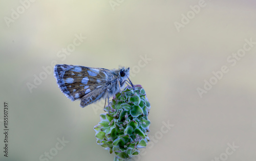 Obraz na płótnie Red Thumper Butterfly (Spialia orbifer) on the plant w salonie