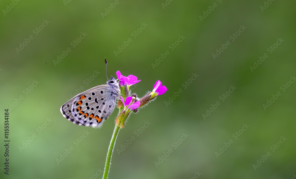 Bavius Blue butterfly (Rubrapterus bavius) on the plant.