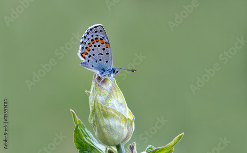 Obraz na płótnie Bavius Blue butterfly (Rubrapterus bavius) on the plant. w salonie