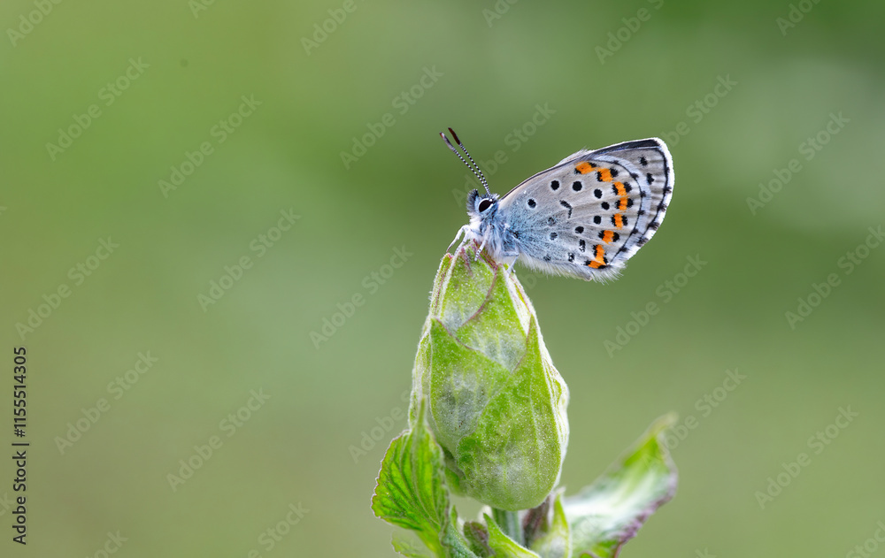 Bavius Blue butterfly (Rubrapterus bavius) on the plant.