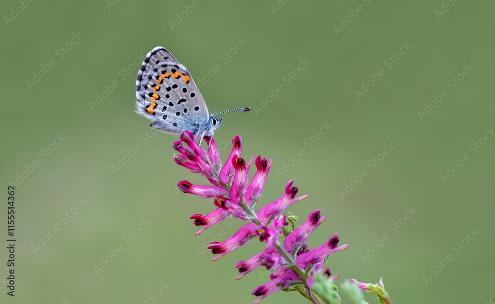 Bavius Blue butterfly (Rubrapterus bavius) on the plant.