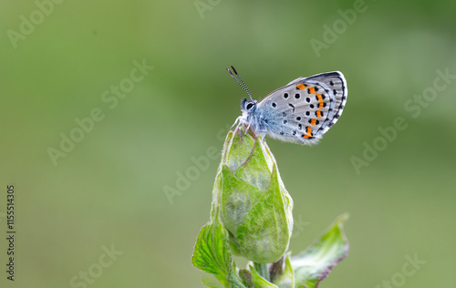 Obraz na płótnie Bavius Blue butterfly (Rubrapterus bavius) on the plant. w salonie