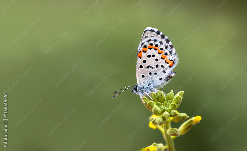 Bavius Blue butterfly (Rubrapterus bavius) on the plant.