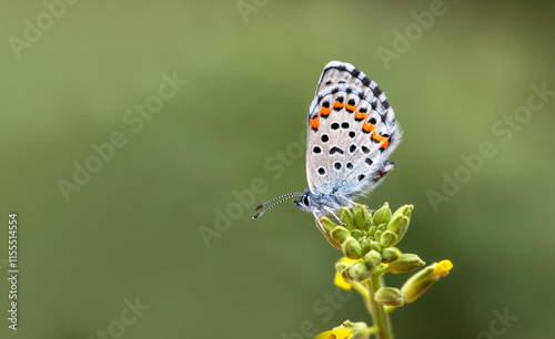 Obraz na płótnie Bavius Blue butterfly (Rubrapterus bavius) on the plant. w salonie