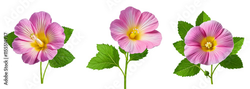 Set of pink mallow flowers with green leaves on a transparent background