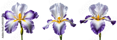Set of purple and white iris flowers with yellow center on a transparent background