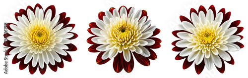 Wallpaper Mural Set of red and white dahlia flowers on a transparent background Torontodigital.ca