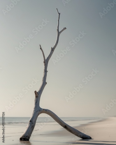 A Long Driftwood Stick from Coastal Shores photo