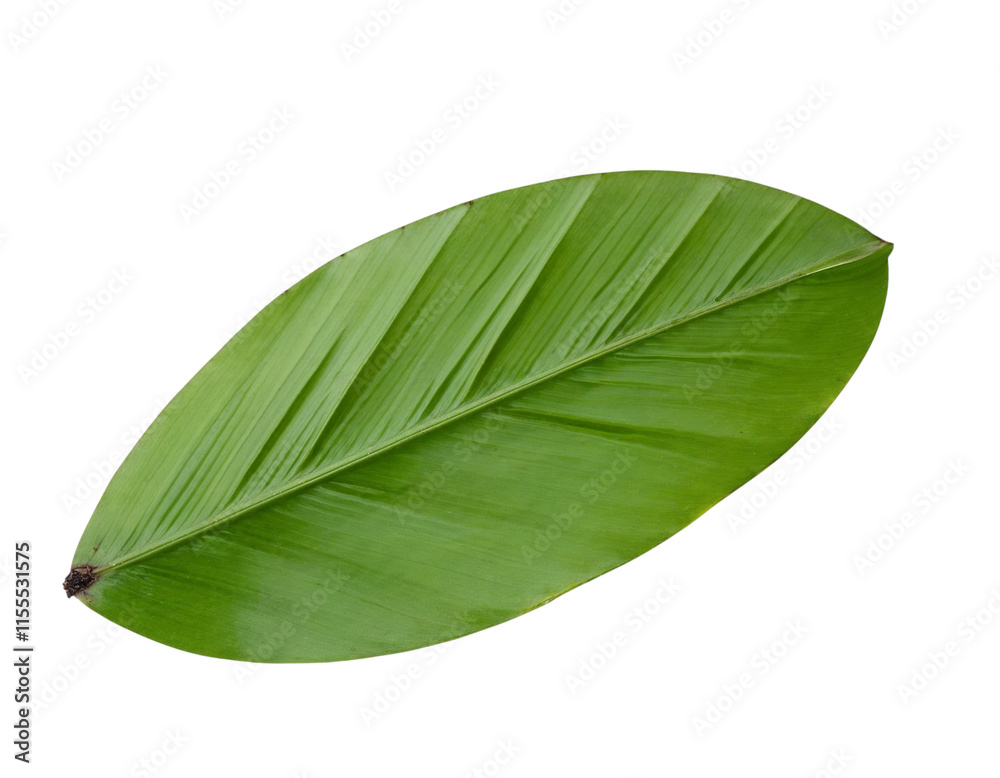 Obraz premium green leaf isolated on white