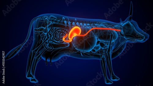 Wallpaper Mural cow digestive stomach, liver, lungs and large intestine anatomy Torontodigital.ca