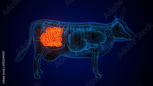 Wallpaper Mural cow digestive stomach, liver, lungs and large intestine anatomy Torontodigital.ca