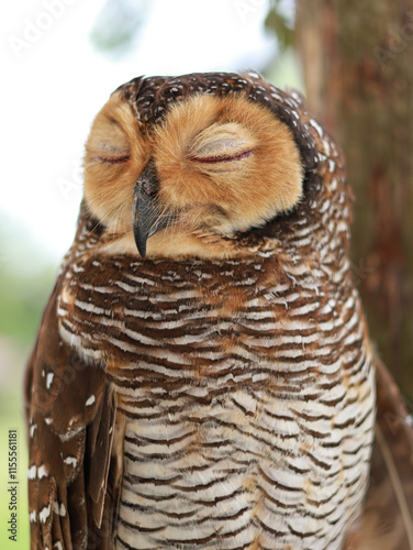 Spotted Wood-Owl - Strix seloputo, owl of the earless owl genus Strix, three subspecies are seloputo, wiepkini and baweana. photo