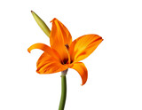 orange lily isolated on white