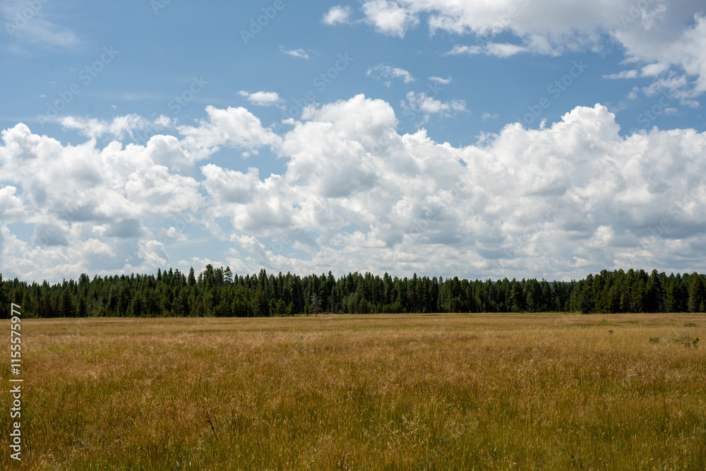 Puffy Clouds Billow Over Open Meadow With Dark Green Forest Edge Puffy Clouds Billow Over Open Meadow With Dark Green Forest Edge