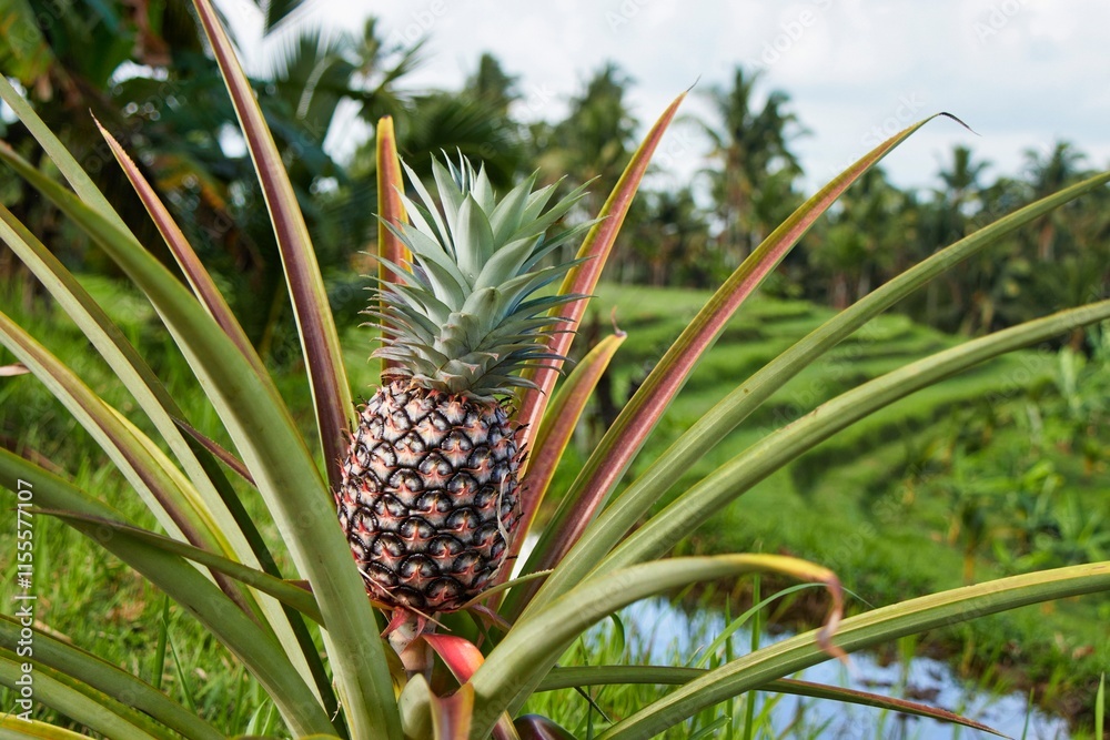 Pink pineapple growing on a plantation in Bali – a unique tropical fruit and traditional farming Pink pineapple growing on a plantation in Bali – a unique tropical fruit and traditional farming