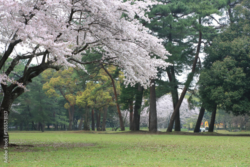 小雨が降る春の公園