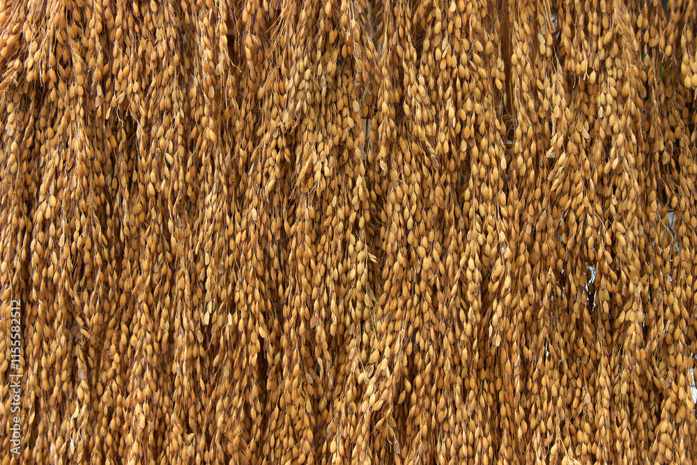 Harvested dry rice yellow stalks. Natural pattern of rice crop grains Harvested dry rice yellow stalks. Natural pattern of rice crop grains