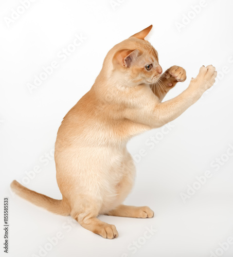 Cream Burmese cat with raised paw.