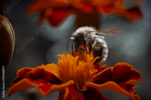 bee on a orange flower