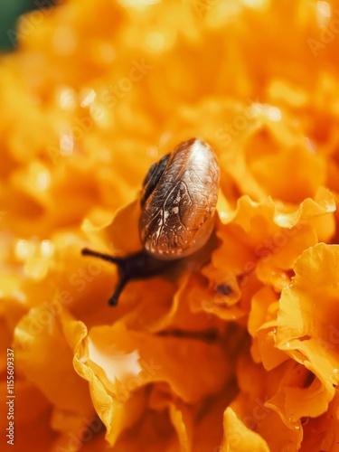 snail on a flower