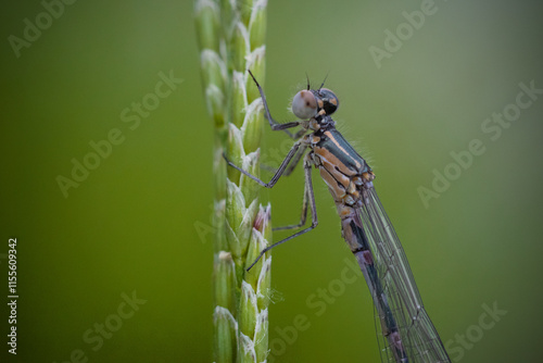 dragonfly on a branch