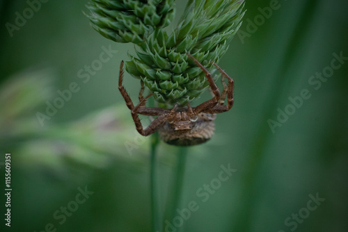 Little spider on the grass