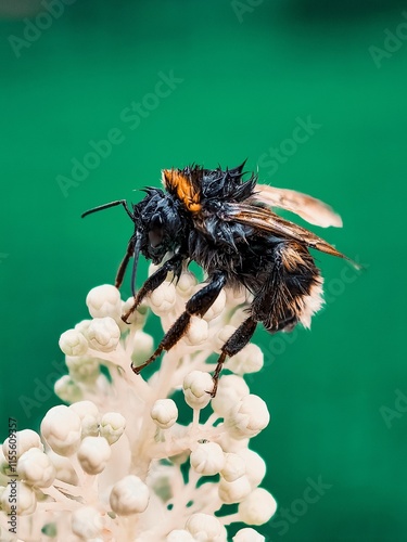 Wet bumblebee on flower