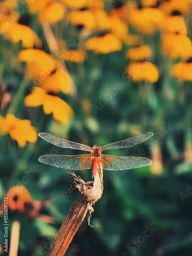 red dragonfly on a flower