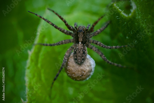 Big mother spider on a leaf