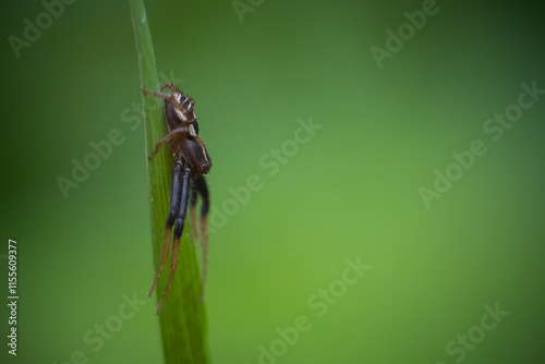 Long spider on a leaf