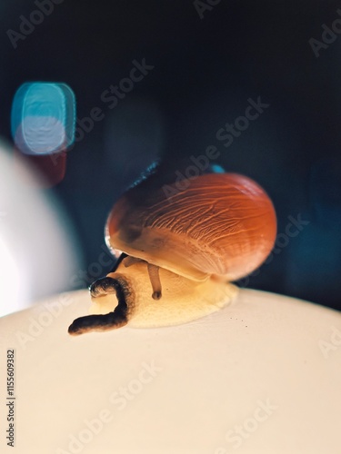Macro of a snail