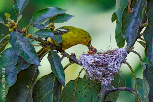 Common iora. Aegithina tiphia. Cipoh kacat. photo