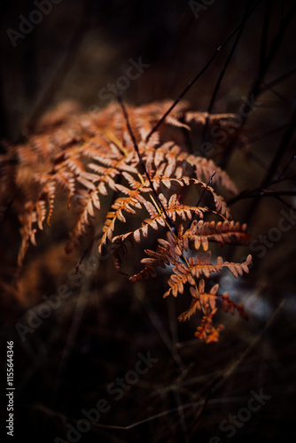 Winter Fern, Dying, Autumn Scene