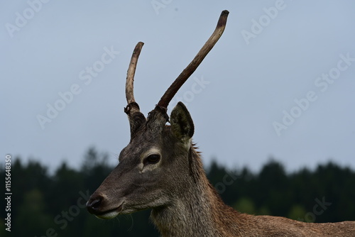 Junger Hirsch im Gehege der gerade Bast verliert photo