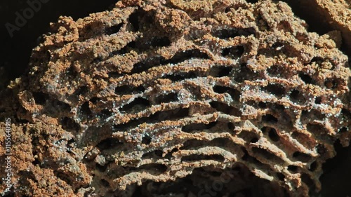 termite in soil