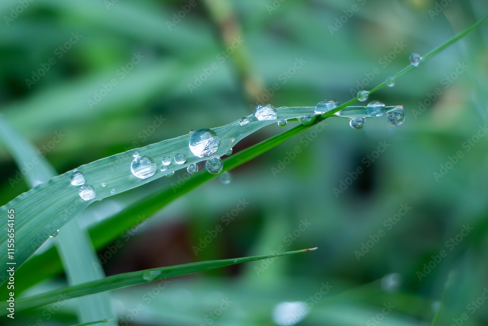 葉っぱに朝霧の水滴が光る 葉っぱに朝霧の水滴が光る