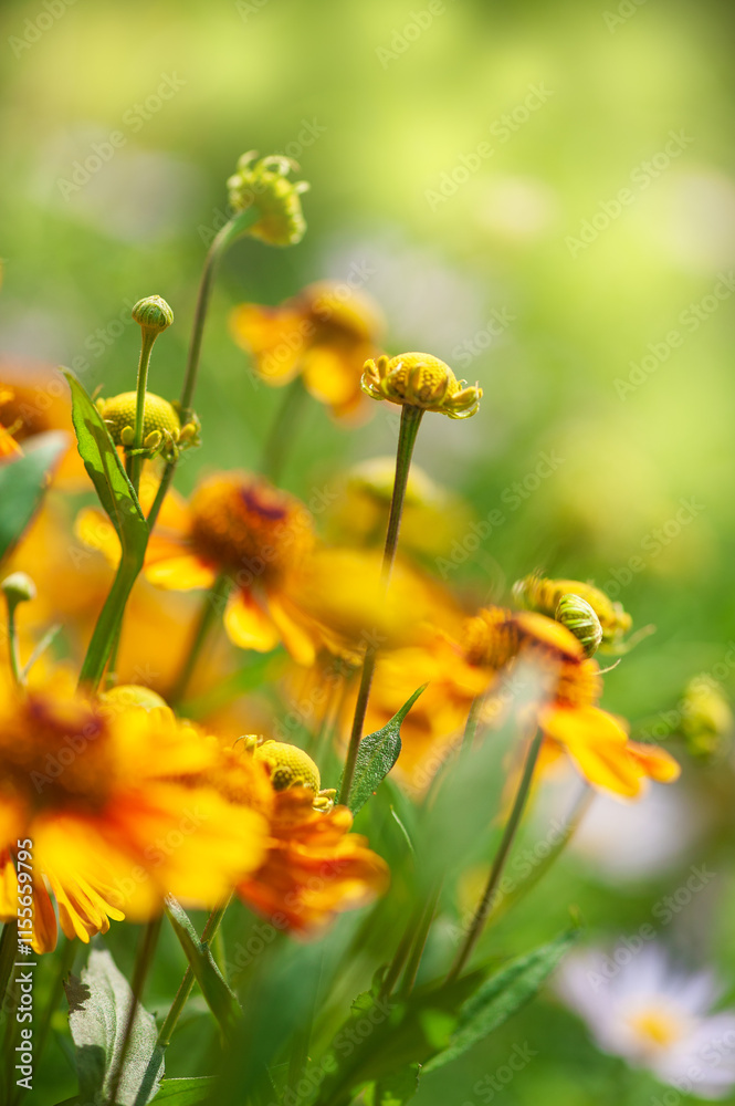 Fototapeta premium Bright yellow flowers bloom vibrantly in the summer sunlight