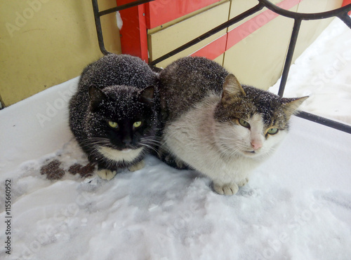 Canvas Print Two cats sitting close together on snowy ground with snowflakes on their fur