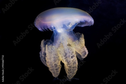 The Marbled jelly (Lychnorhiza lucerna) in the aquarium