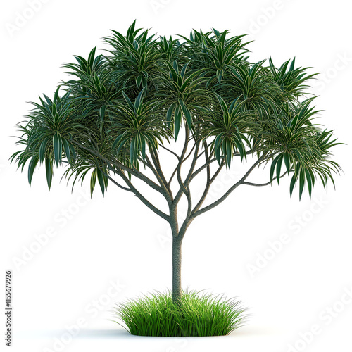 Lush green Dracaena marginata tree isolated on white background.