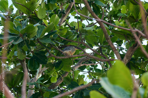 Green-backed Heron: a bird with a dark green back, grayish underparts, and bright orange-yellow legs and feet. photo