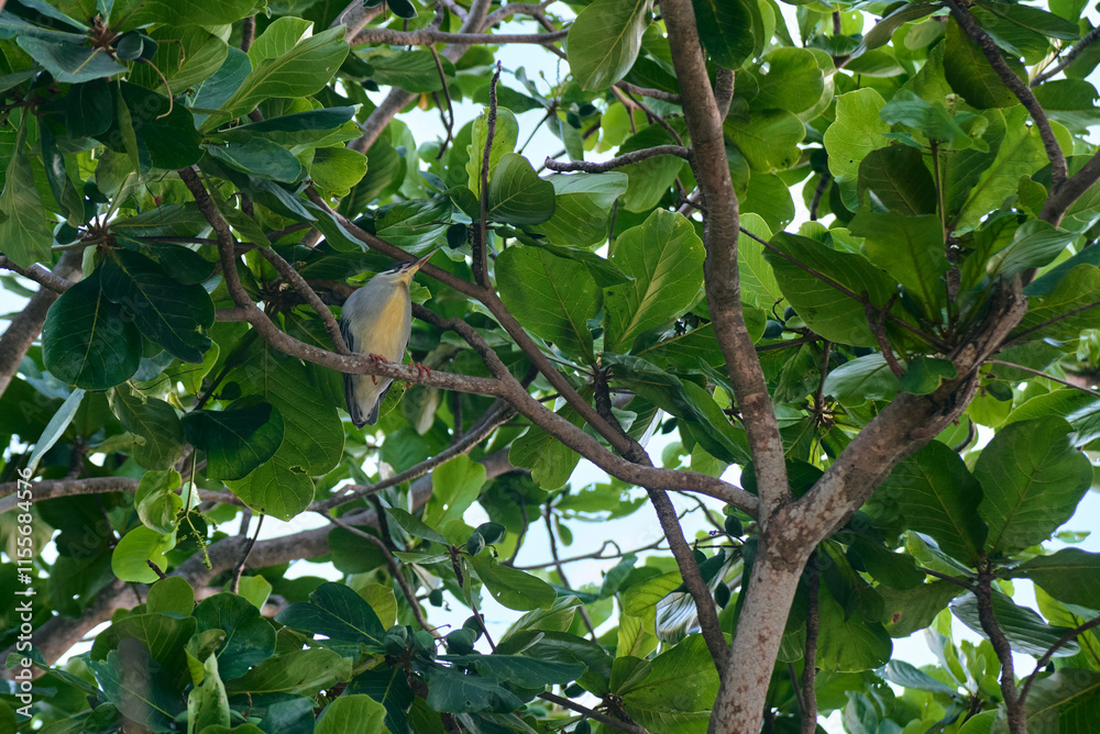Green-backed Heron: a bird with a dark green back, grayish underparts, and bright orange-yellow legs and feet. Green-backed Heron: a bird with a dark green back, grayish underparts, and bright orange-yellow legs and feet.