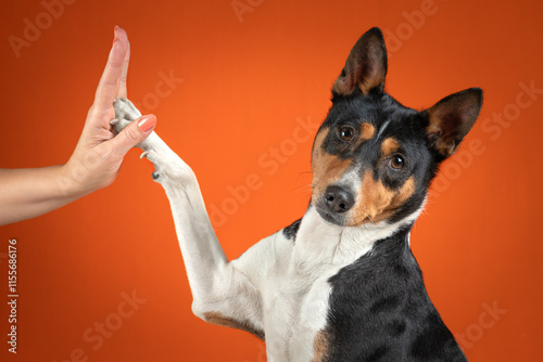 happy basenji dog giving high fives on an orange colored background,
